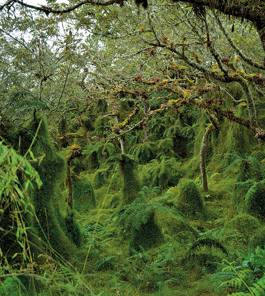 Parc national Macaya